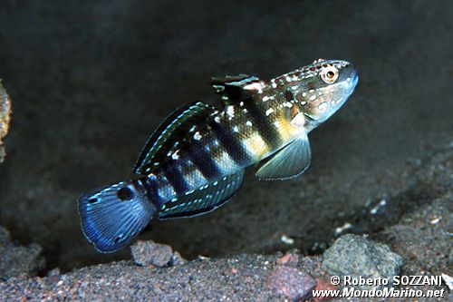 Ghiozzo a bande (Amblygobius phalaena)