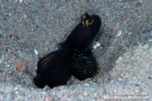 Ghiozzo del gambero (Cryptocentrus sp.)