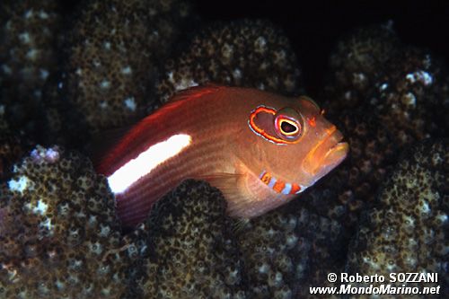 Pesce falco arcato (Paracirrhites arcatus)