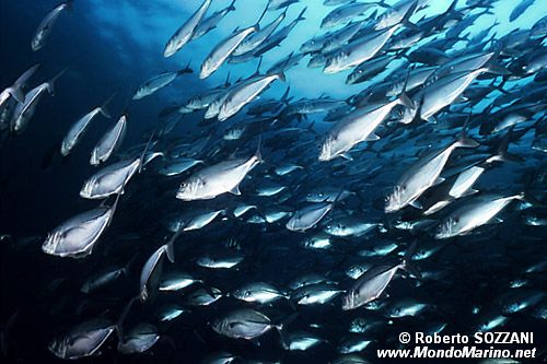 Arenicola (N.d. n.d.)