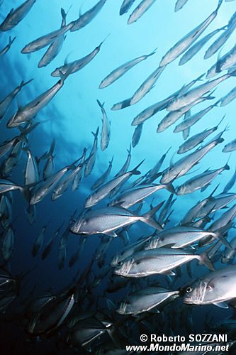 Arenicola (N.d. n.d.)