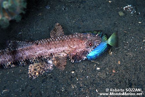 Pesce lucertola variegato (Synodus variegatus)