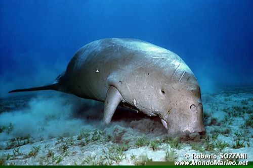 Dugongo (Dugong dugon)