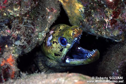 Murena frangiata (Gymnothorax fimbriatus)