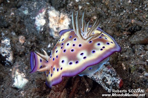 Chromodoris kuniei (Chromodoris kuniei)