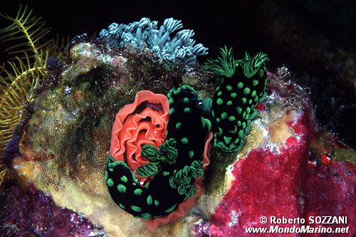 Nembrotha (Nembrotha cristata)