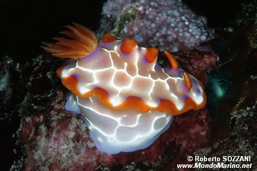 Hypselodoris (Hypselodoris iacula)