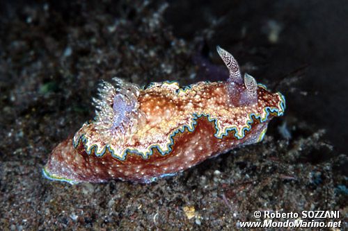 Glossodoris (Glossodoris cincta)