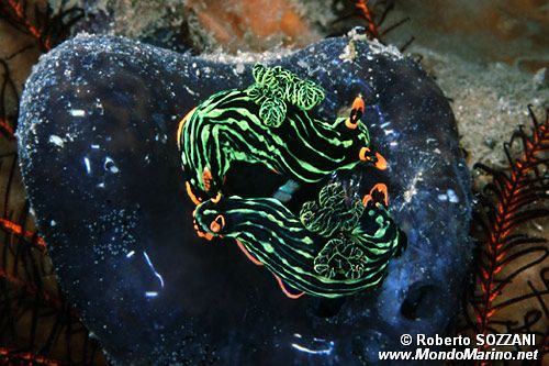 Nembrotha (Nembrotha kubaryana)