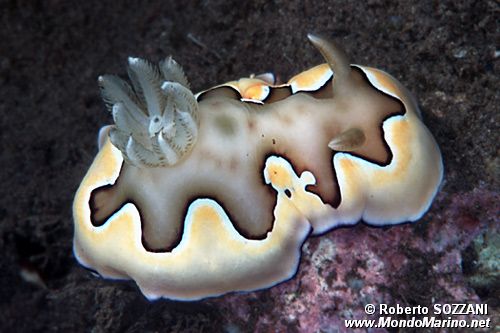 Chromodoris coi (Chromodoris coi)