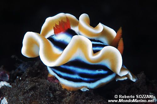 Chromodoris magnifica (Chromodoris magnifica)