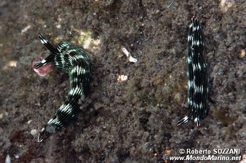 Thuridilla (Thuridilla gracilis)