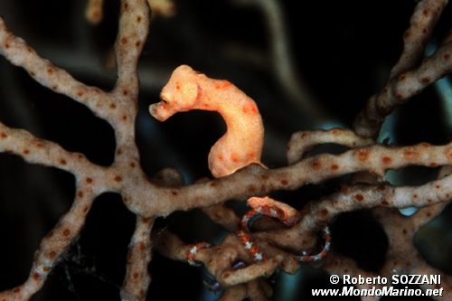 Cavalluccio marino pigmeo (Hippocampus denise)