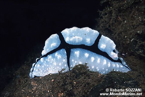 Phyllidia (Phyllidiopsis shireenae)