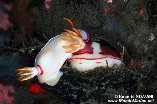 Hypselodoris (Hypselodoris bullocki)
