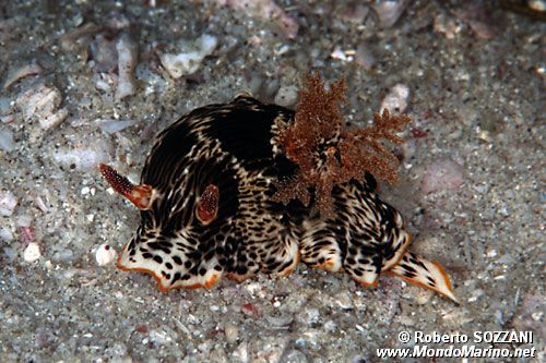 Chromodoris (Chromodoris striatella)