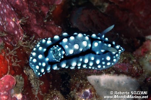 Nudibranco (Aldisa williamsi)