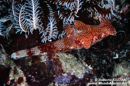 Ceratosoma (Ceratosoma tenue)