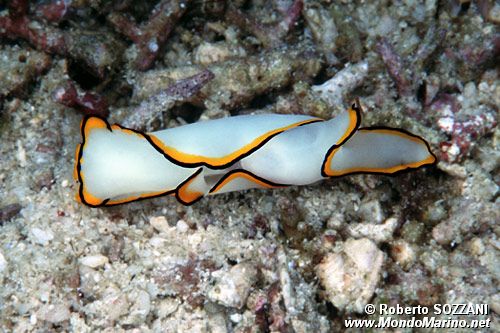 Chelinodura (Chelidonura pallida)