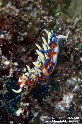 Phidiana (Phidiana indica)