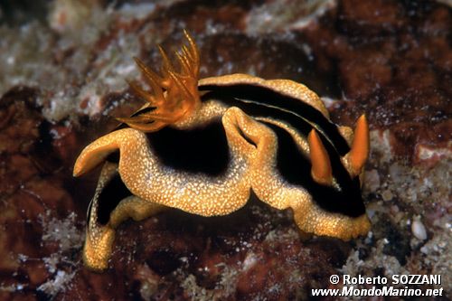 Chromodoris (Chromodoris joshi)