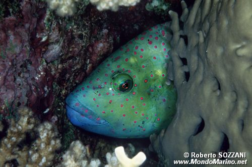 Tordo dalla coda sfrangiata (Cheilinus lunulatus)