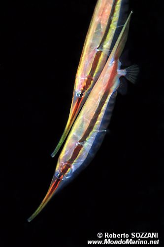 Pesce rasoio rigido (Centriscus scutatus)