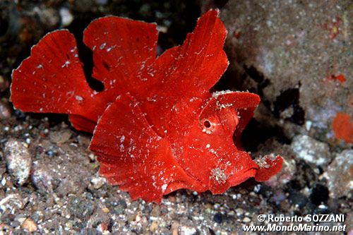 Rhinopias (Rhinopias eschmeyeri)