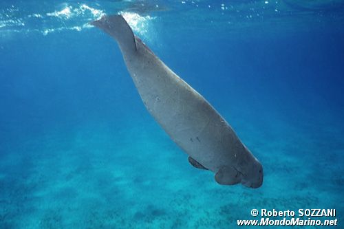 Dugongo (Dugong dugon)