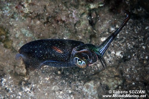 Calamaro di reef (Sepioteuthis lessoniana)