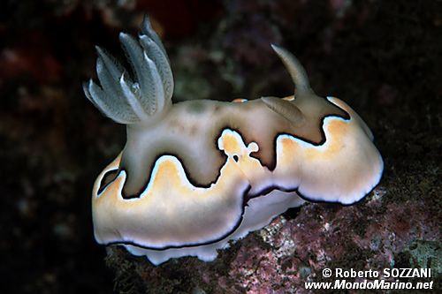 Chromodoris coi (Chromodoris coi)