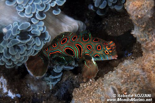 Pesce mandarino (Synchiropus picturatus)