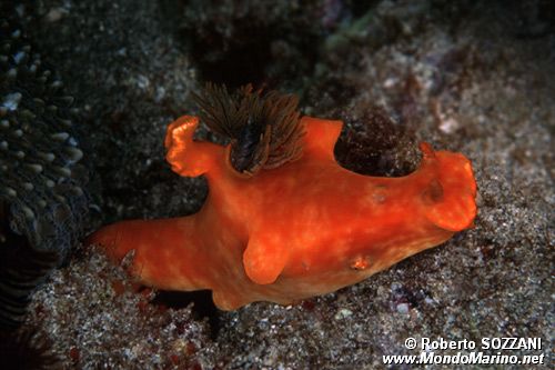 Ceratosoma (Ceratosoma gracillimum)