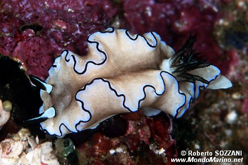 Glossodoris (Glossodoris atromarginata)