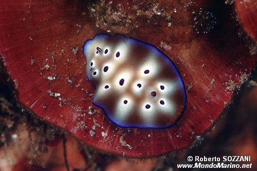 Risbecia (Risbecia tryoni)