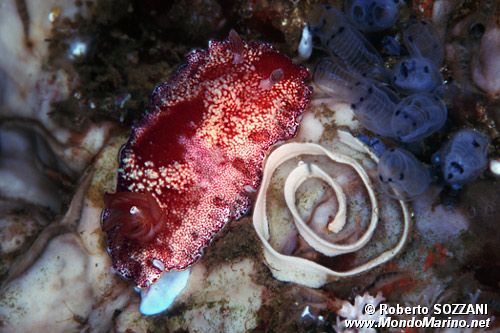 Chromodoris (Chromodoris tinctoria)