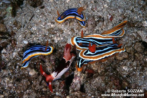 Chromodoris magnifica (Chromodoris magnifica)