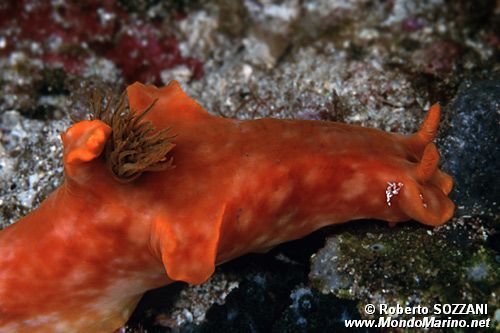 Ceratosoma (Ceratosoma gracillimum)