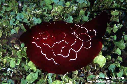 Pleurobranco di forskal (Pleurobranchus forskali)