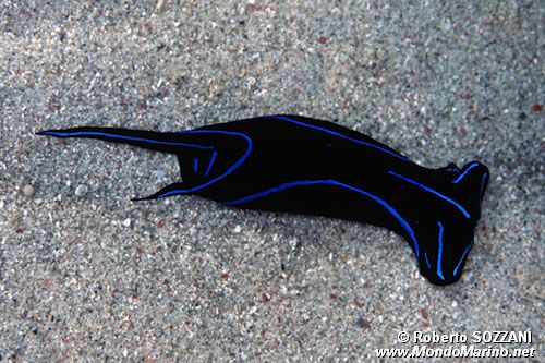 Chelidonura (Chelidonura varians)