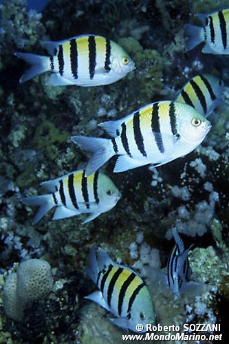 Pesce sergente (Abudefduf vaigiensis)