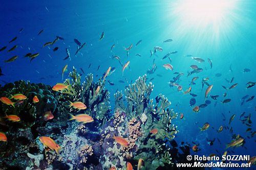 Arenicola (N.d. n.d.)