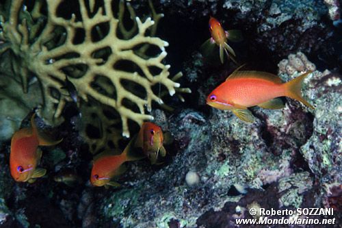 Castagnola  tropicale (Pseudanthias squamipinnis)