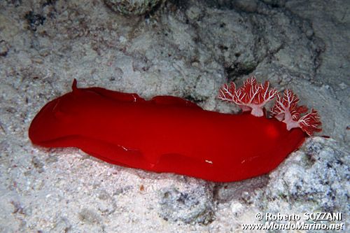 Ballerina spagnola (Hexabranchus sanguineus)