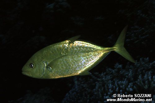 Carango dorato (Carangoides bajad)