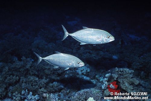 Carango dorato (Carangoides bajad)