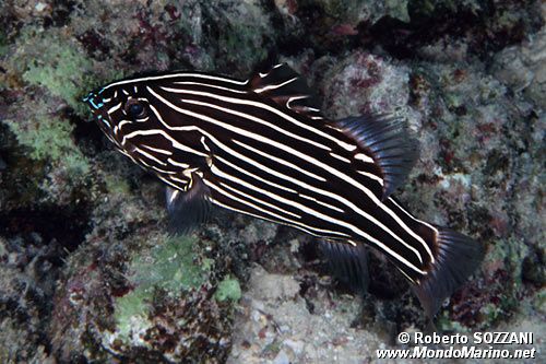 Pesce saponetta (Grammistes sexlineatus)