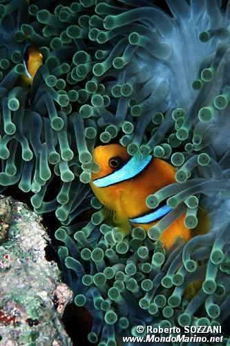 Pesce pagliaccio (Amphiprion bicinctus)