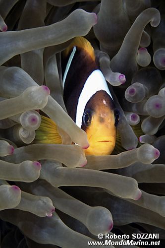 Pesce pagliaccio (Amphiprion bicinctus)