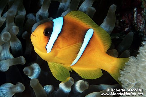 Pesce pagliaccio (Amphiprion bicinctus)
